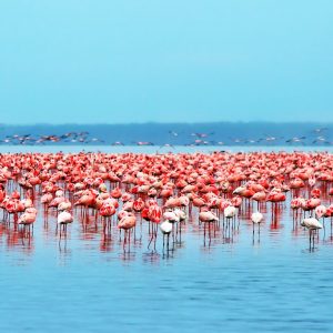 Flocks of flamingo. Africa. Kenya. Lake Nakuru